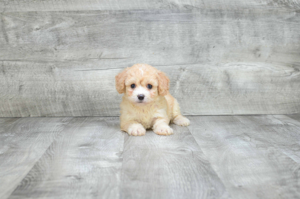 Smart Cavachon Designer Pup