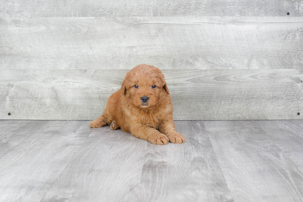 Mini Goldendoodle Pup Being Cute