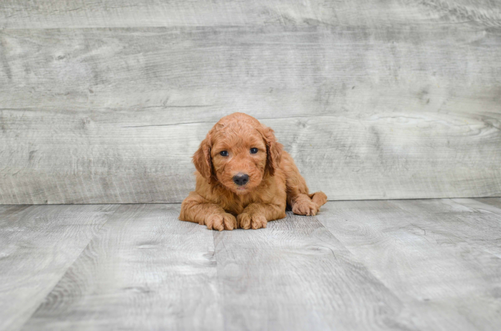 Cute Mini Goldendoodle Baby