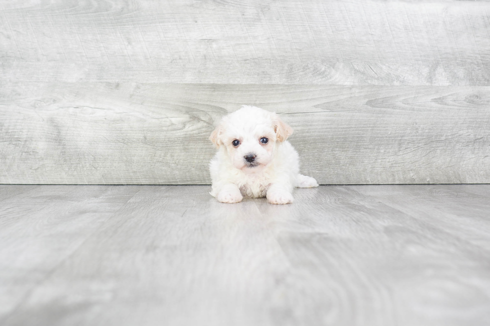 Maltipoo Pup Being Cute