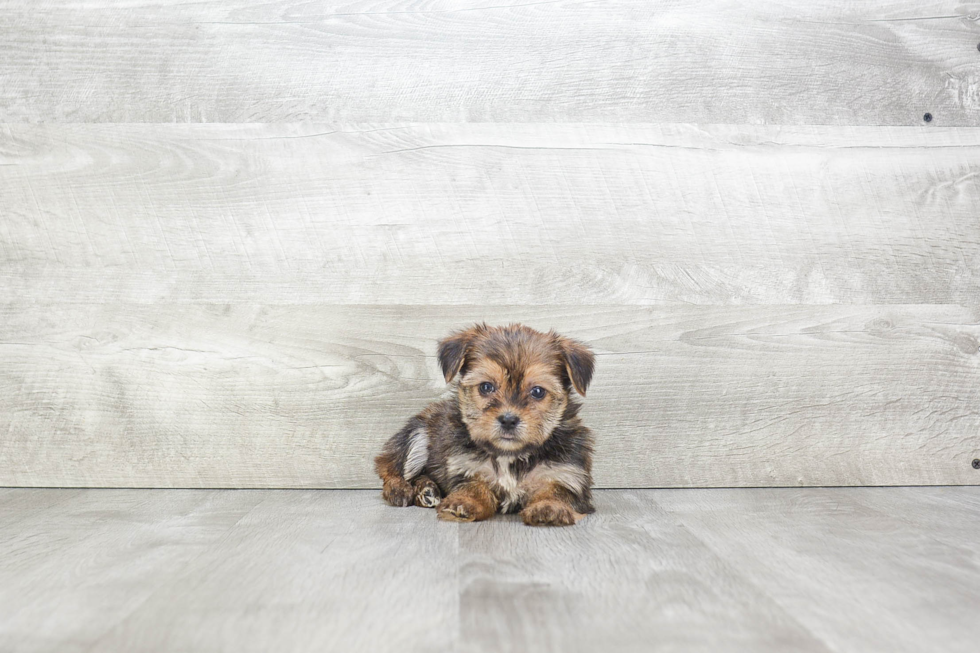 Shorkie Pup Being Cute