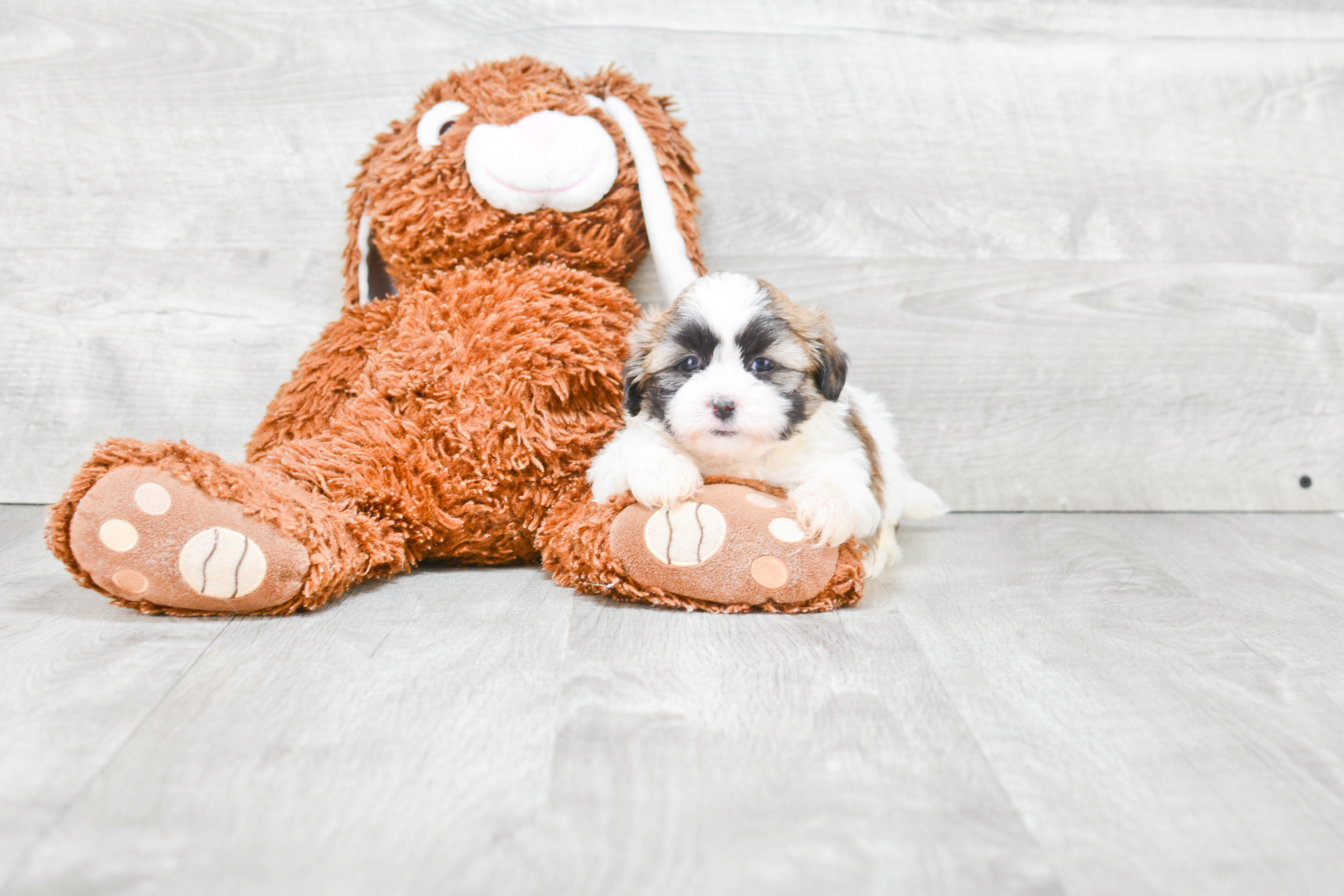 Teddy Bear Puppy for Adoption