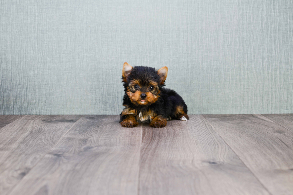 Meet Trigger - our Yorkshire Terrier Puppy Photo 