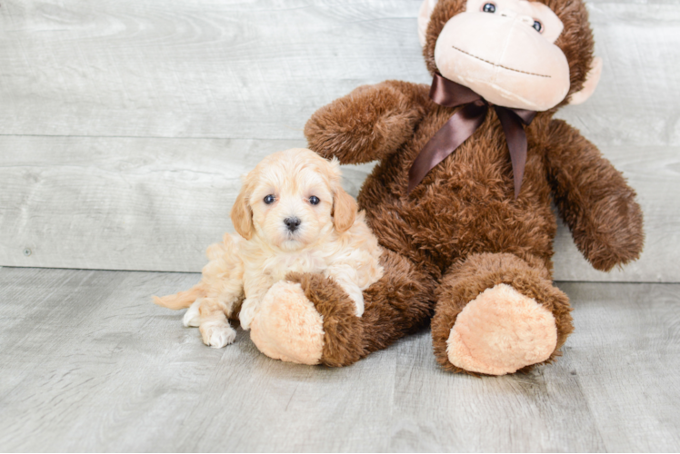 Best Maltipoo Baby