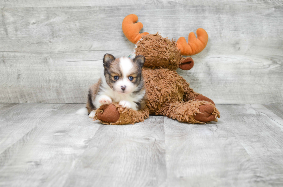 Small Pomeranian Purebred Pup