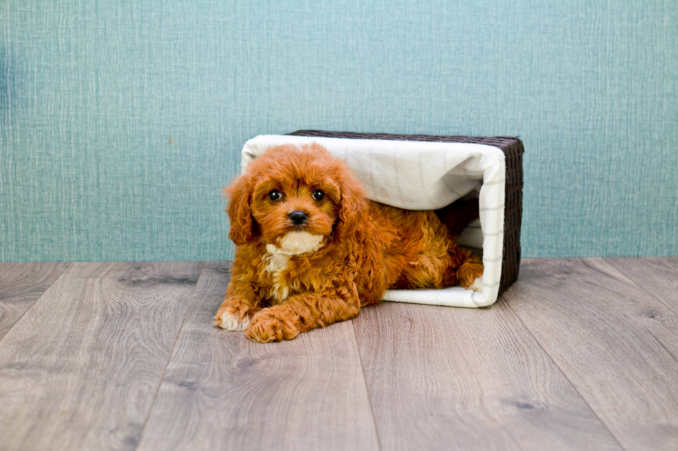 Cavapoo Puppy for Adoption