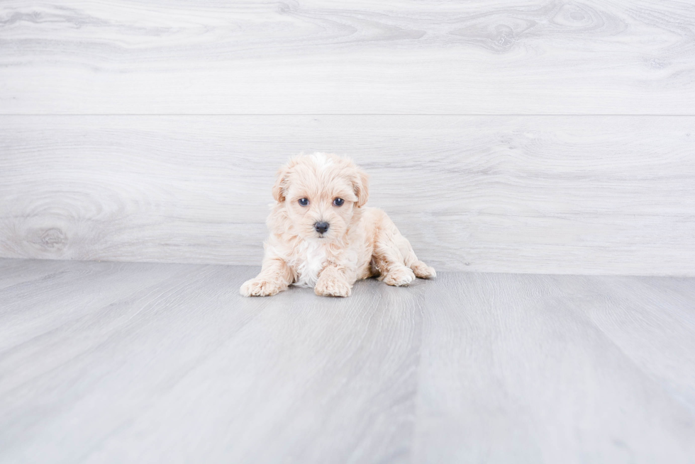 Maltipoo Pup Being Cute