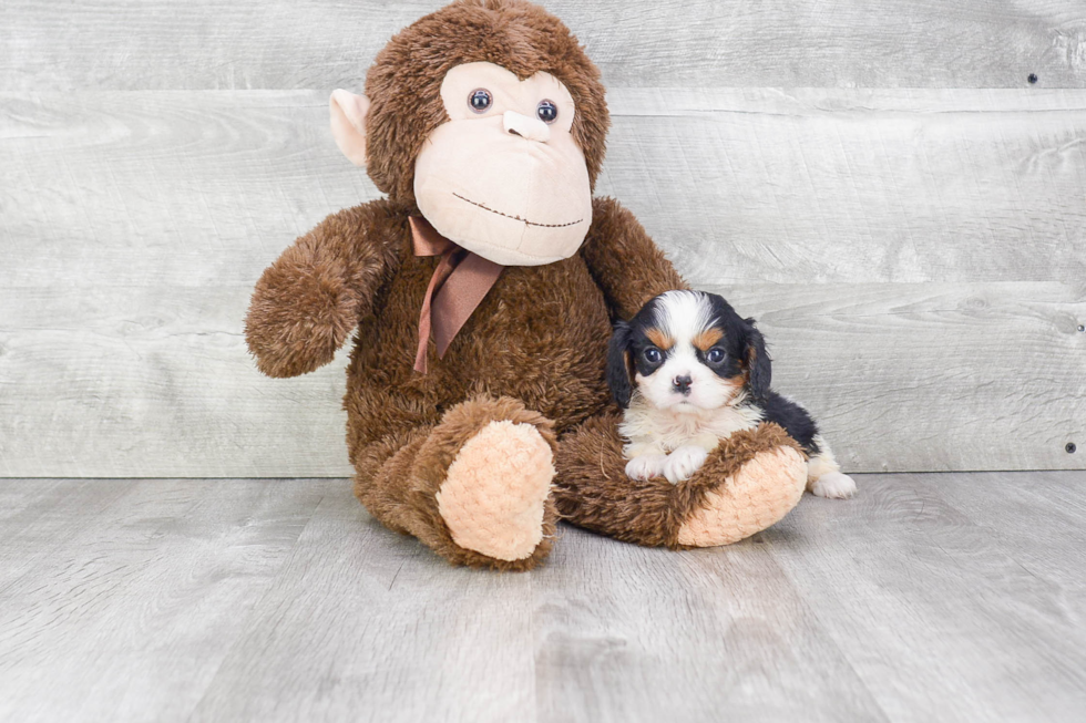 Cavalier King Charles Spaniel Puppy for Adoption