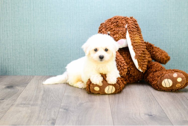 Bichon Frise Pup Being Cute