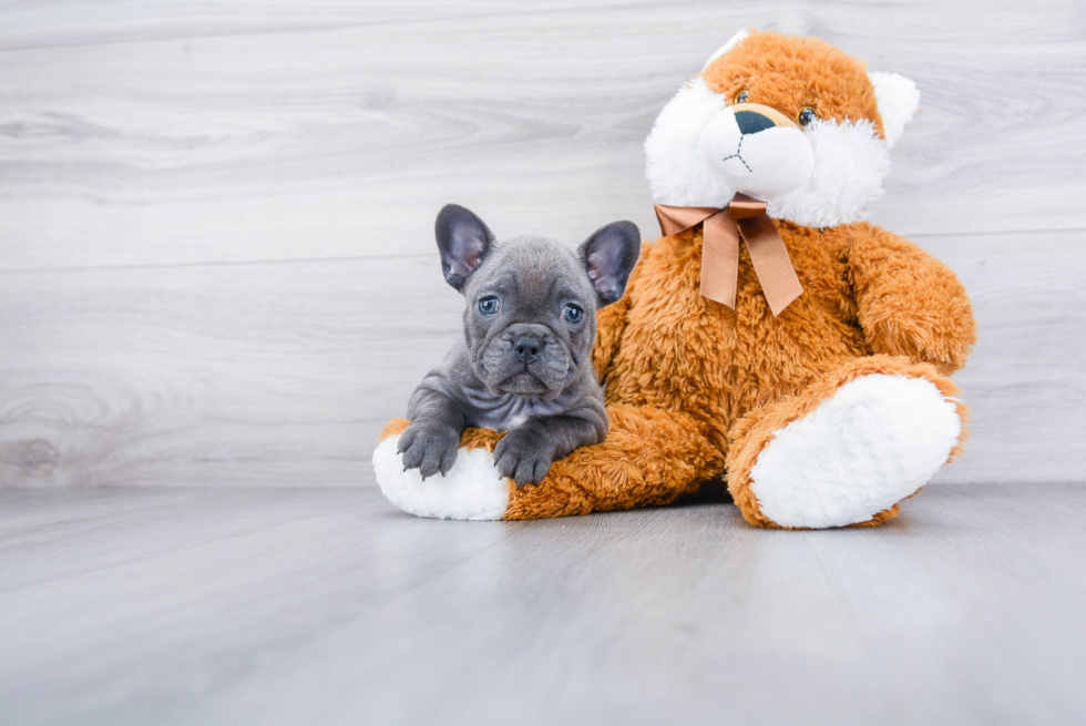 French Bulldog Pup Being Cute