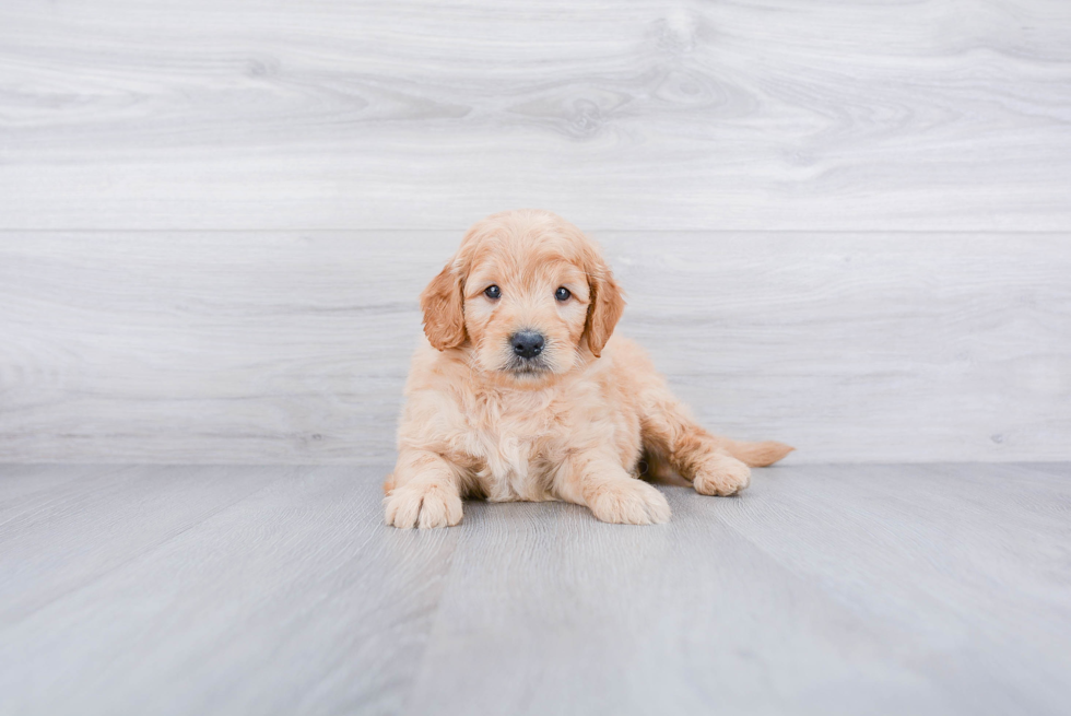 Mini Goldendoodle Pup Being Cute