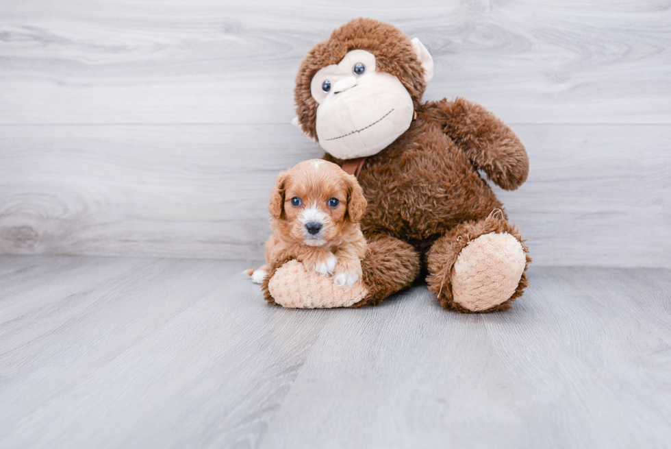 Cavapoo Pup Being Cute