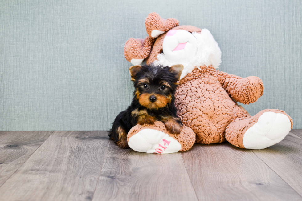 Meet Avery - our Yorkshire Terrier Puppy Photo 