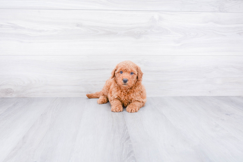 Hypoallergenic Golden Retriever Poodle Mix Puppy