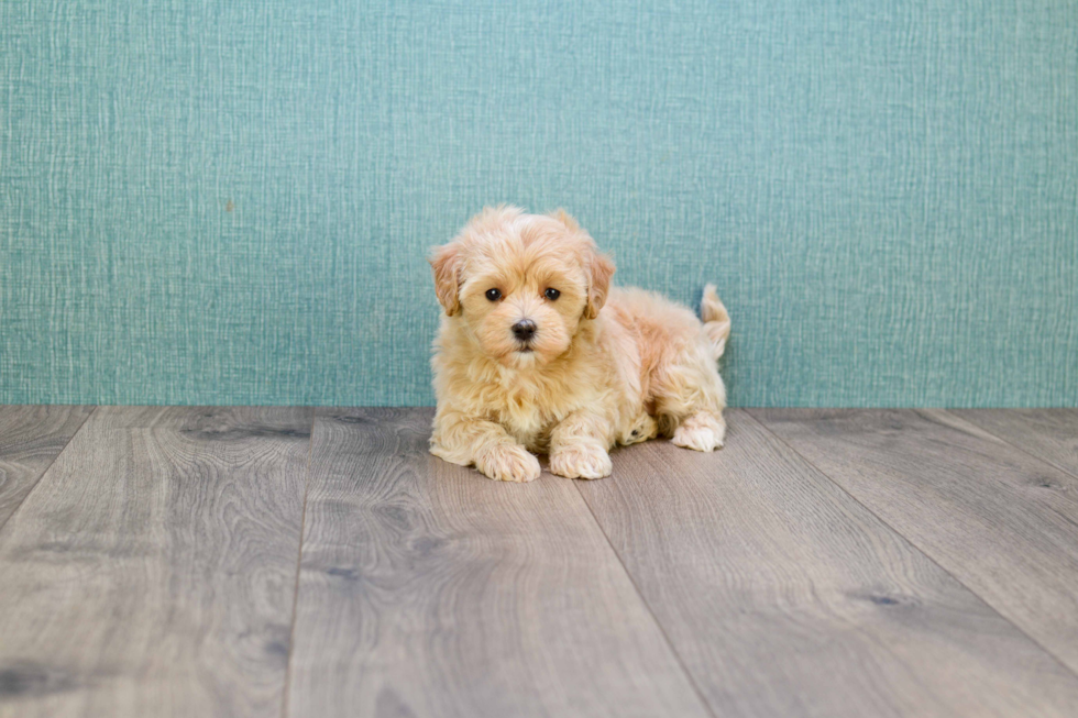 Cute Maltipoo Baby