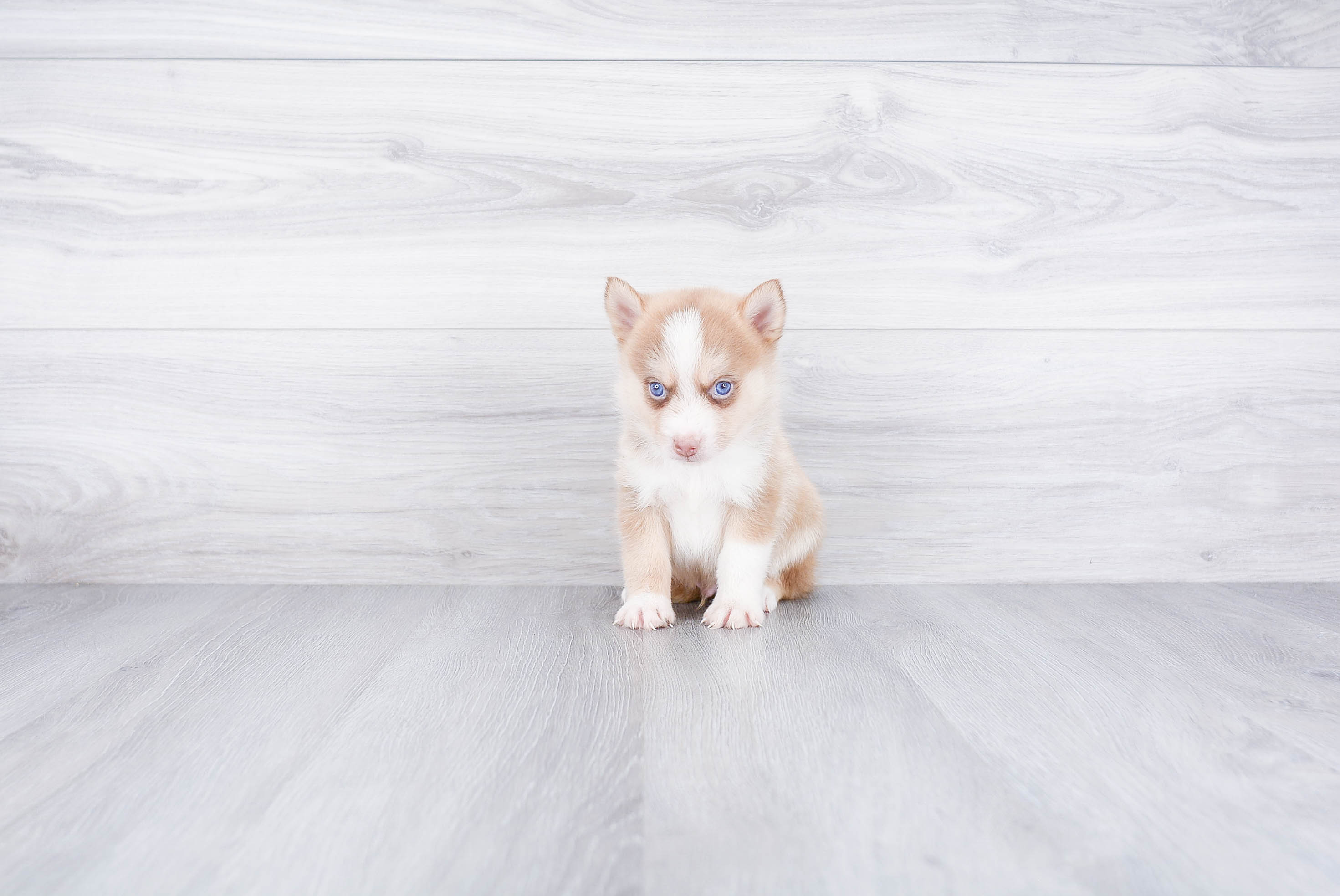 Cute Pomsky Baby