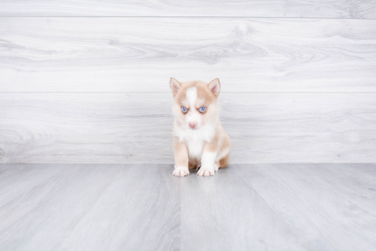 Cute Pomsky Baby