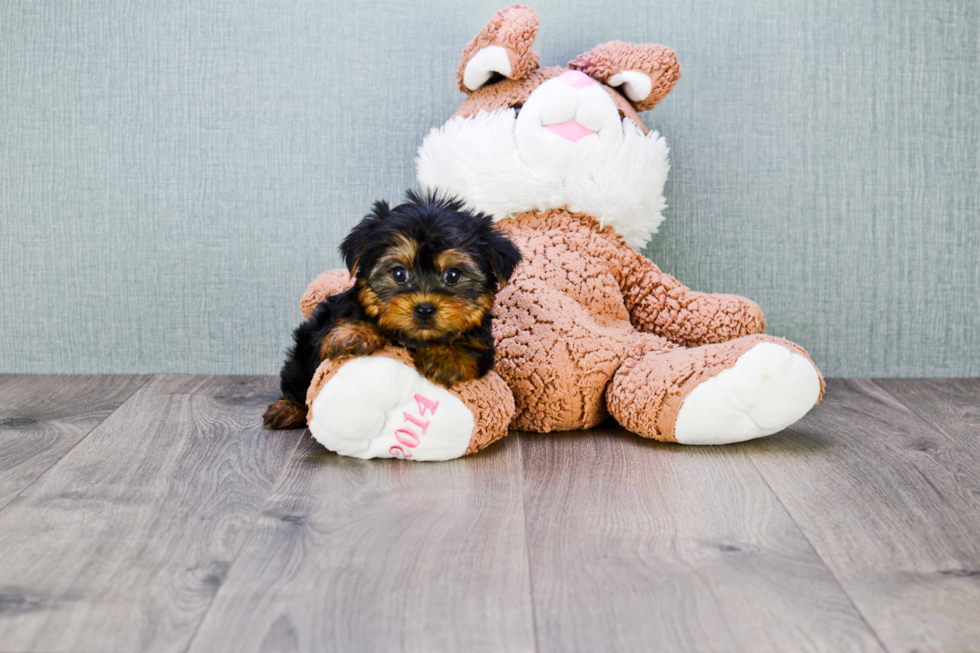 Meet Beckham - our Yorkshire Terrier Puppy Photo 