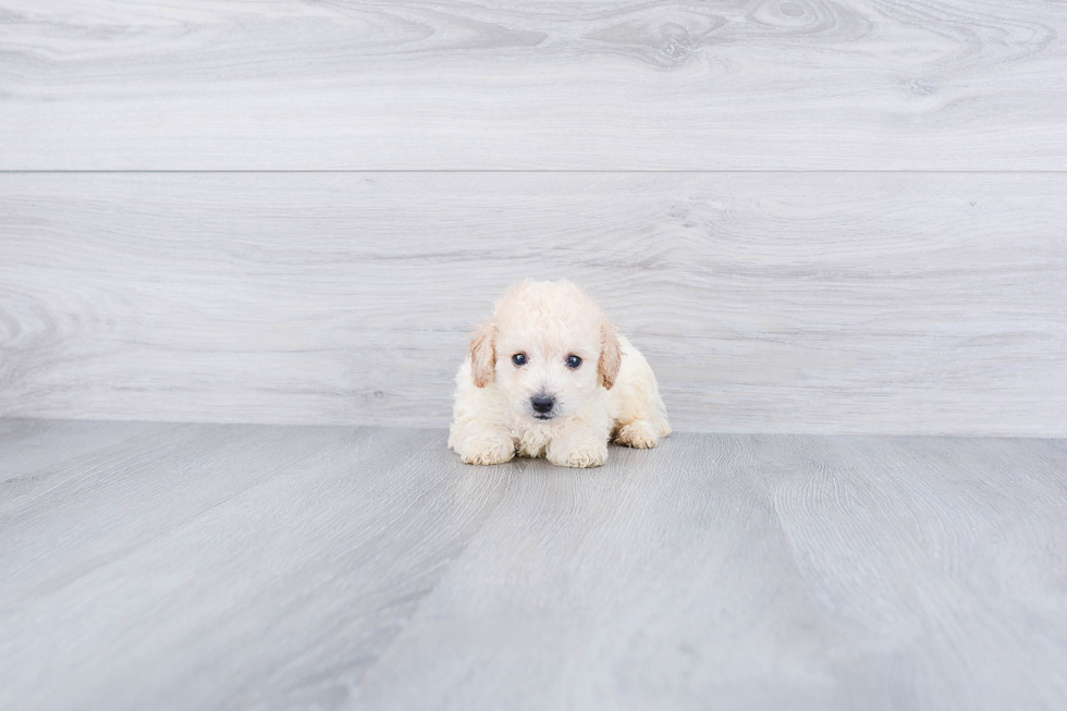 Maltipoo Puppy for Adoption