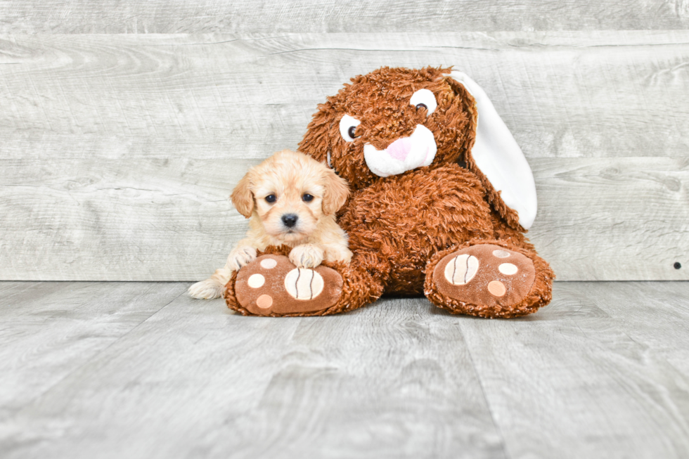 Cavachon Pup Being Cute