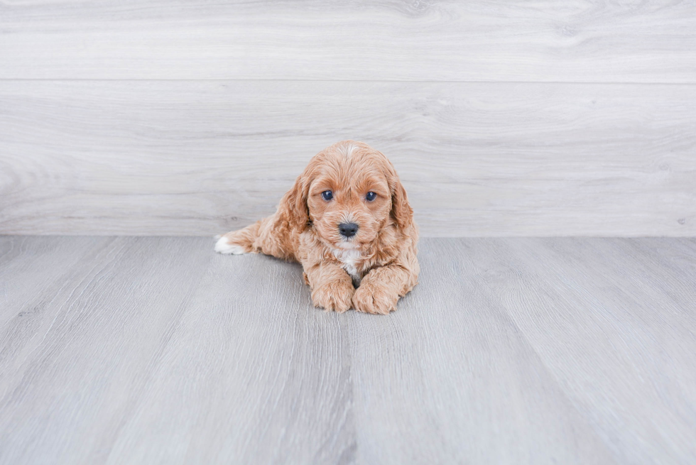 Friendly Cavapoo Baby