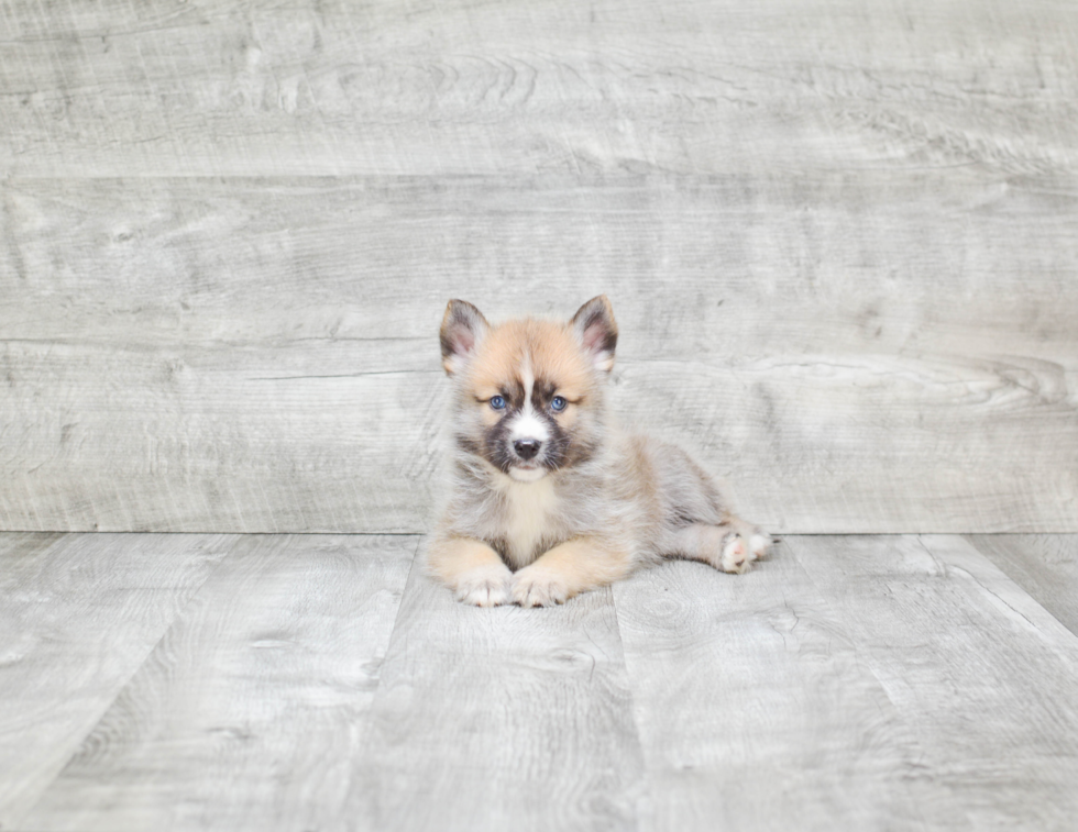 Smart Pomsky Designer Pup