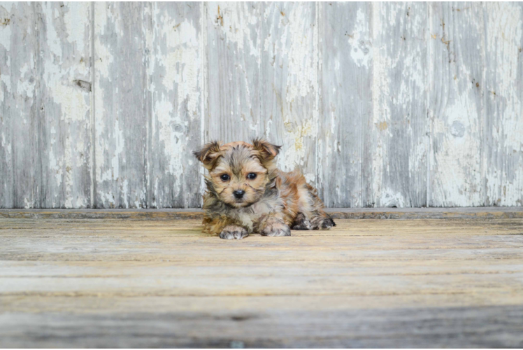 Morkie Puppy for Adoption