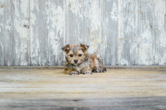 Morkie Puppy for Adoption