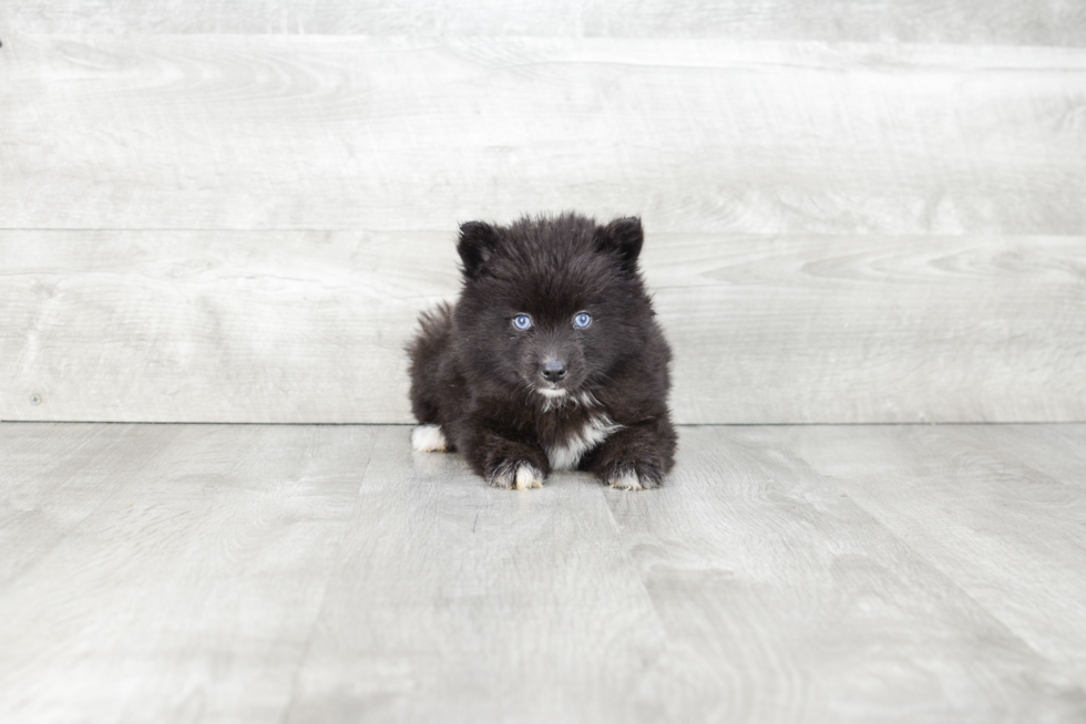 Funny Pomsky Designer Pup