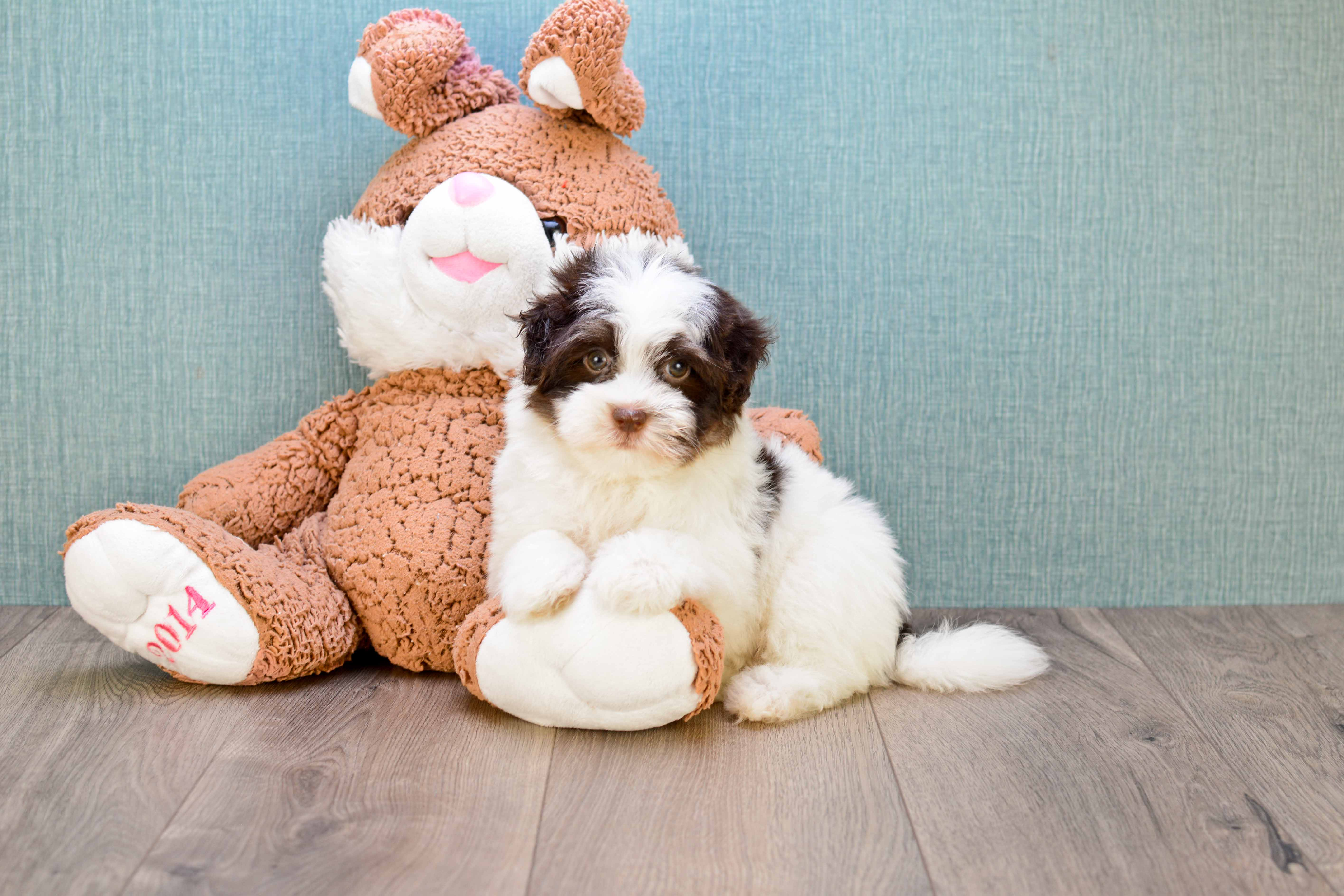 Havanese Pup Being Cute