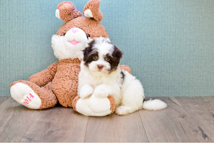 Havanese Pup Being Cute