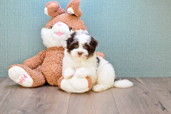 Havanese Pup Being Cute