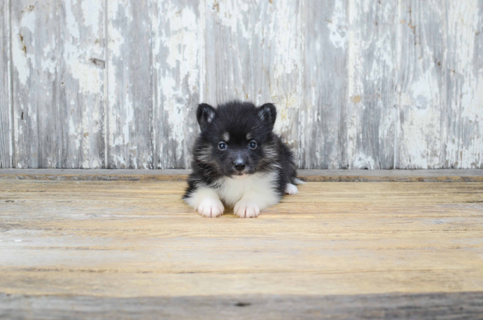 Pomsky Pup Being Cute