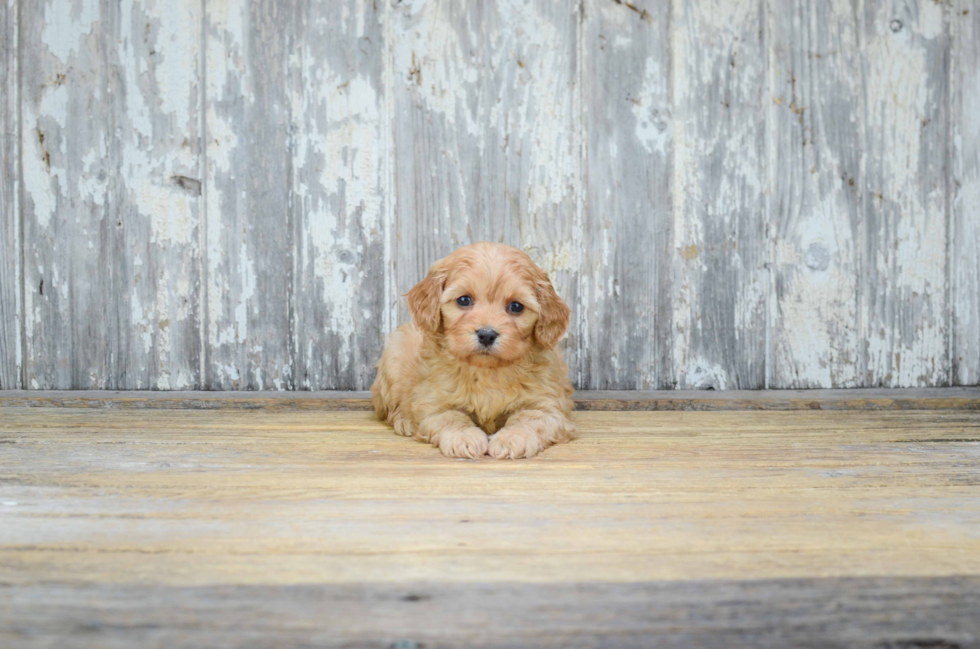 Cute Cavachon Baby