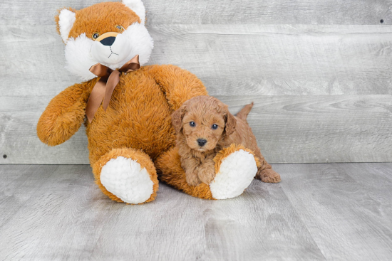 Cute Cavapoo Baby