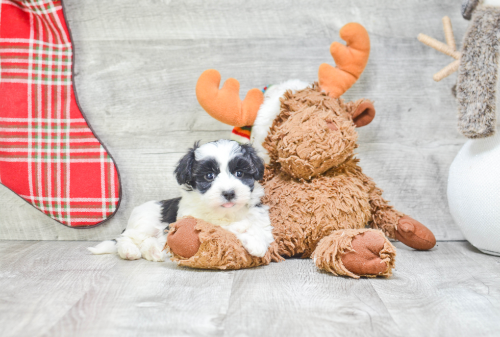 Funny Havanese Baby