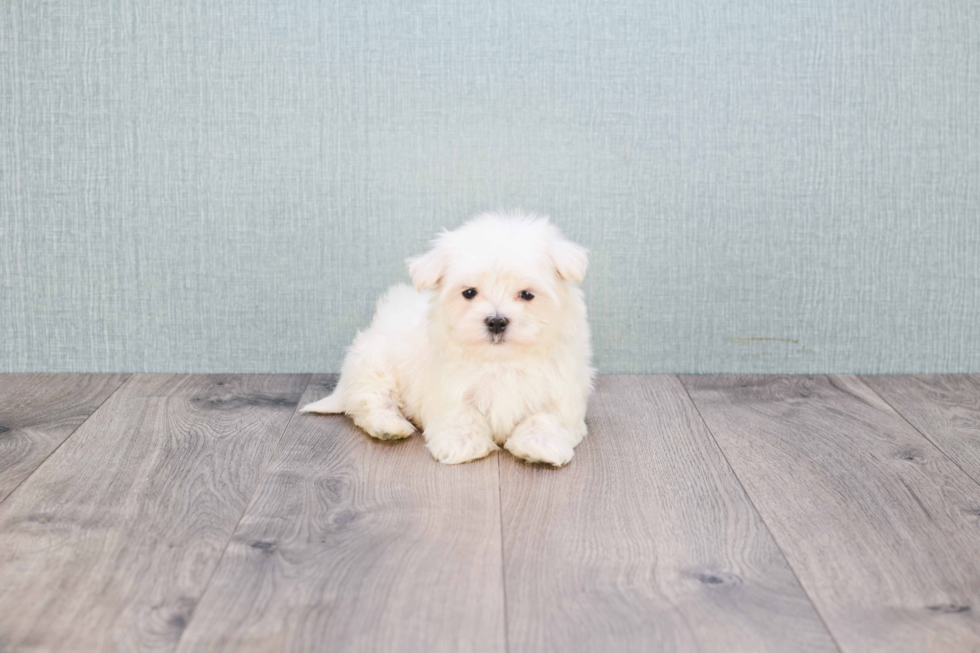 Adorable Maltese Poodle Poodle Mix Puppy