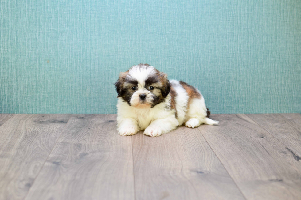 Teddy Bear Pup Being Cute