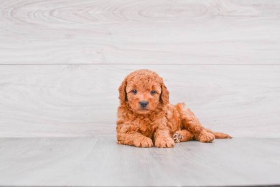 Adorable Golden Retriever Poodle Mix Puppy