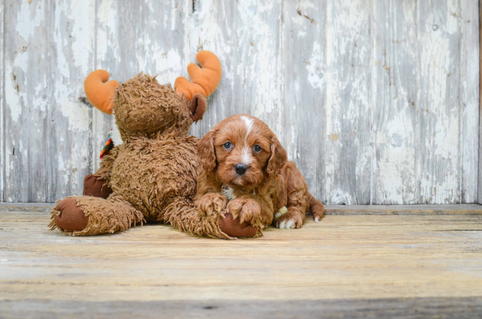 Best Cavapoo Baby