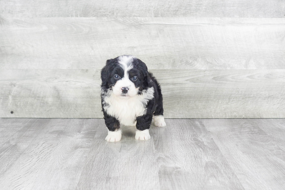 Playful Bernadoodle Poodle Mix Puppy