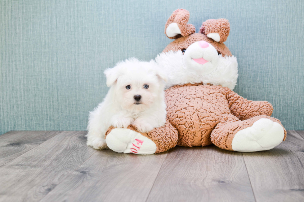 Maltese Pup Being Cute