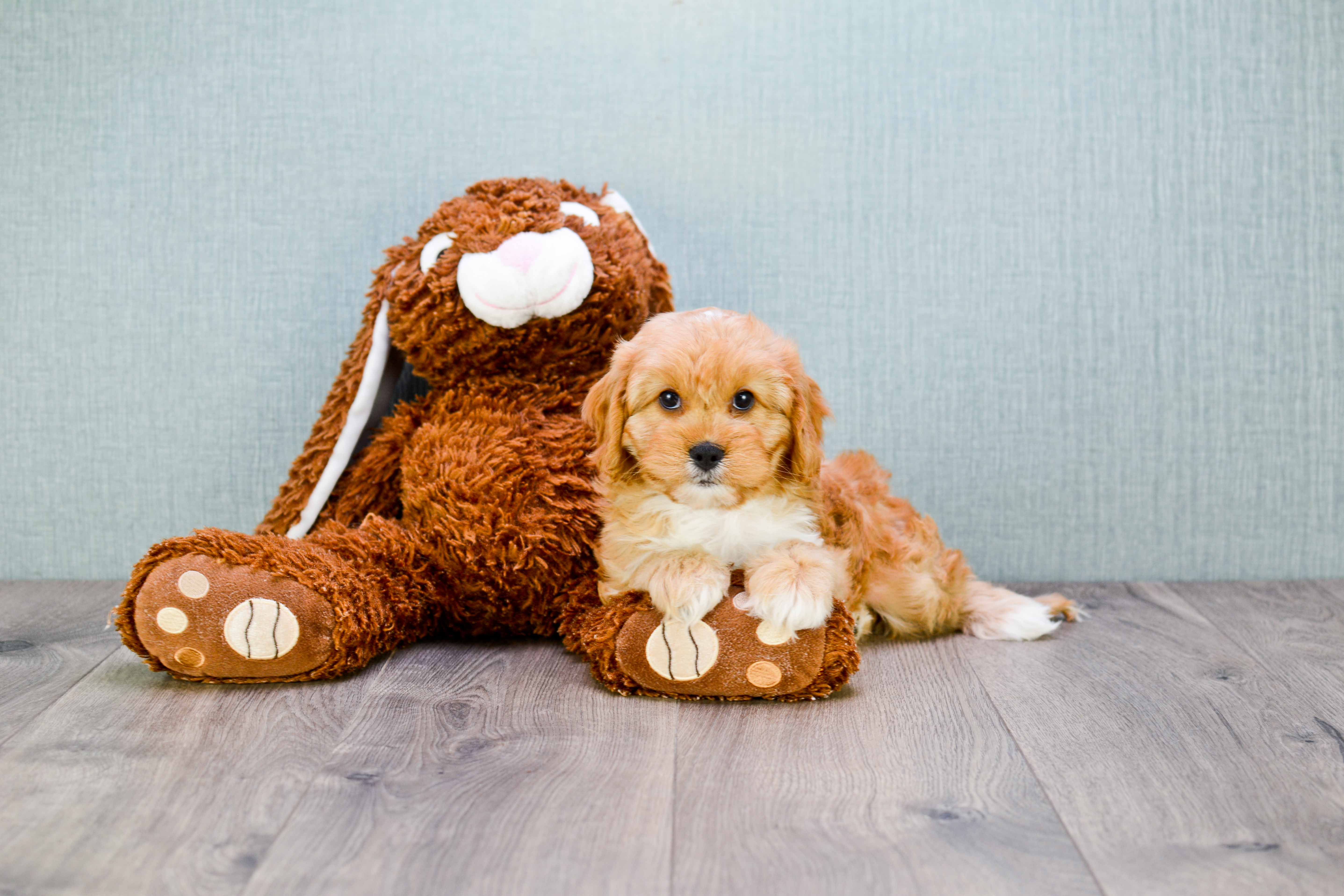 Cavapoo Pup Being Cute