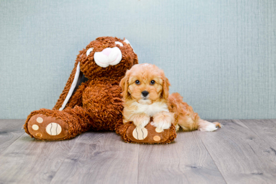 Cavapoo Pup Being Cute