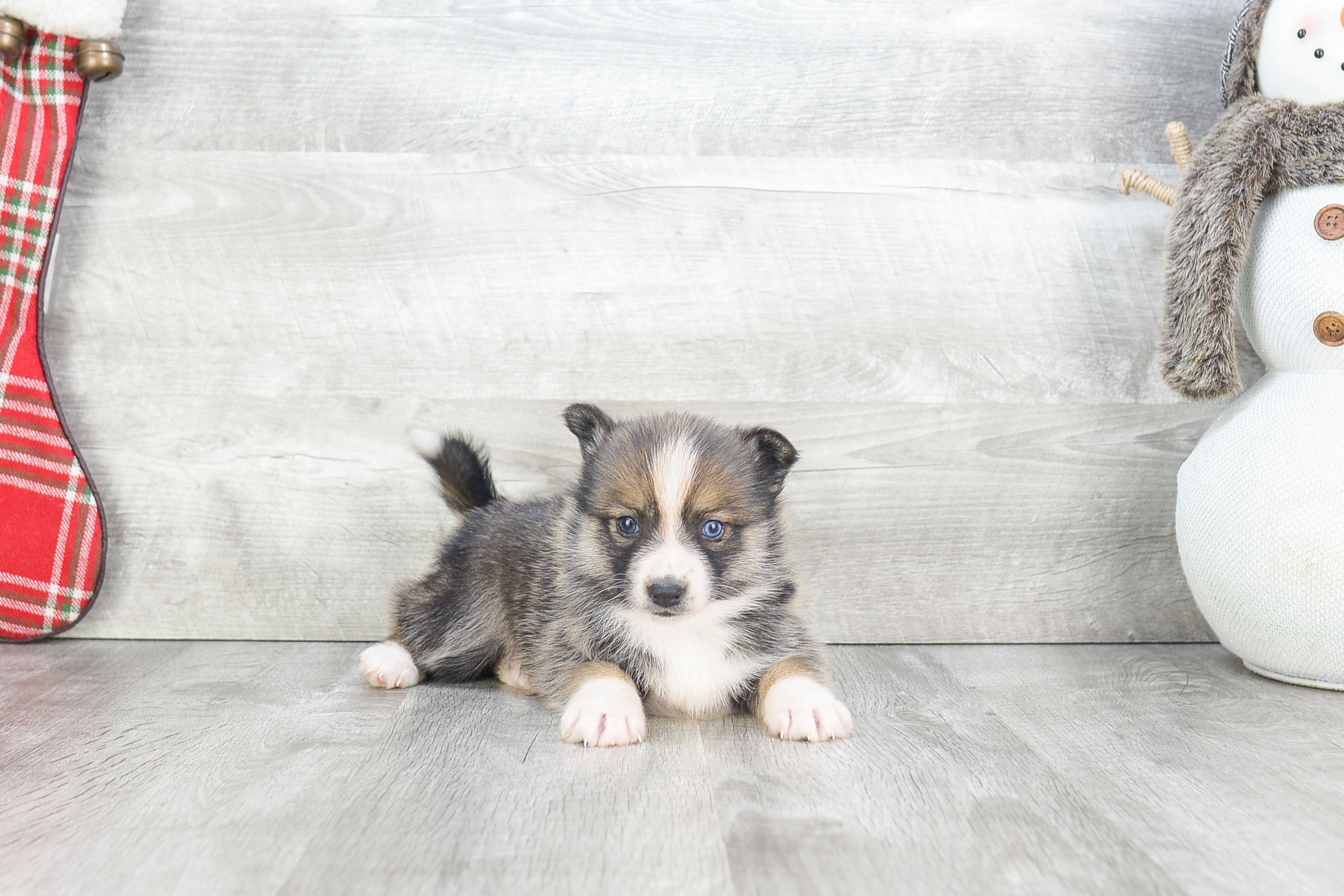 Petite Pomsky Designer Pup