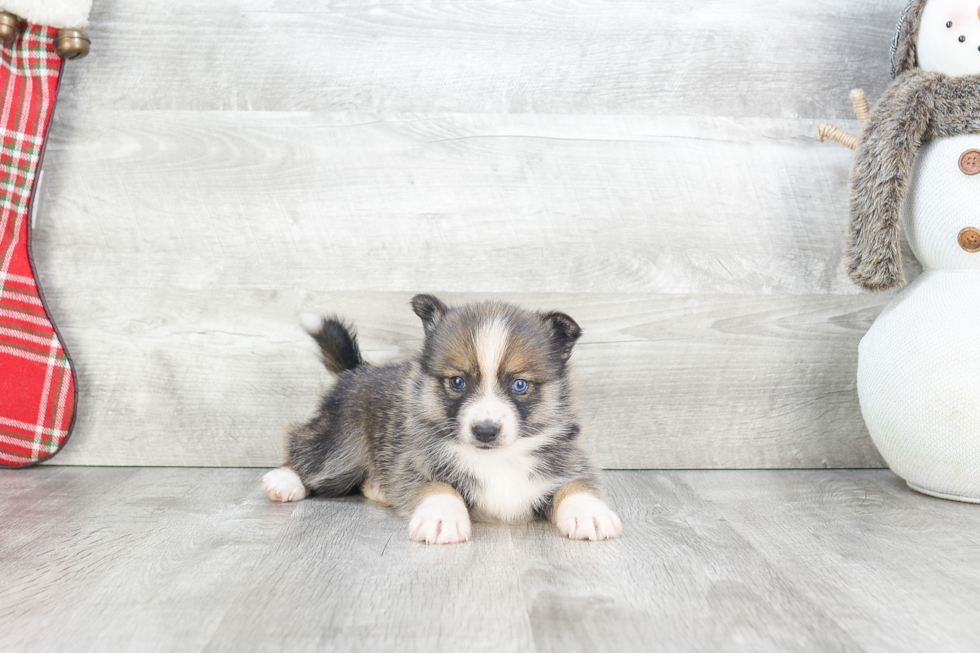 Petite Pomsky Designer Pup