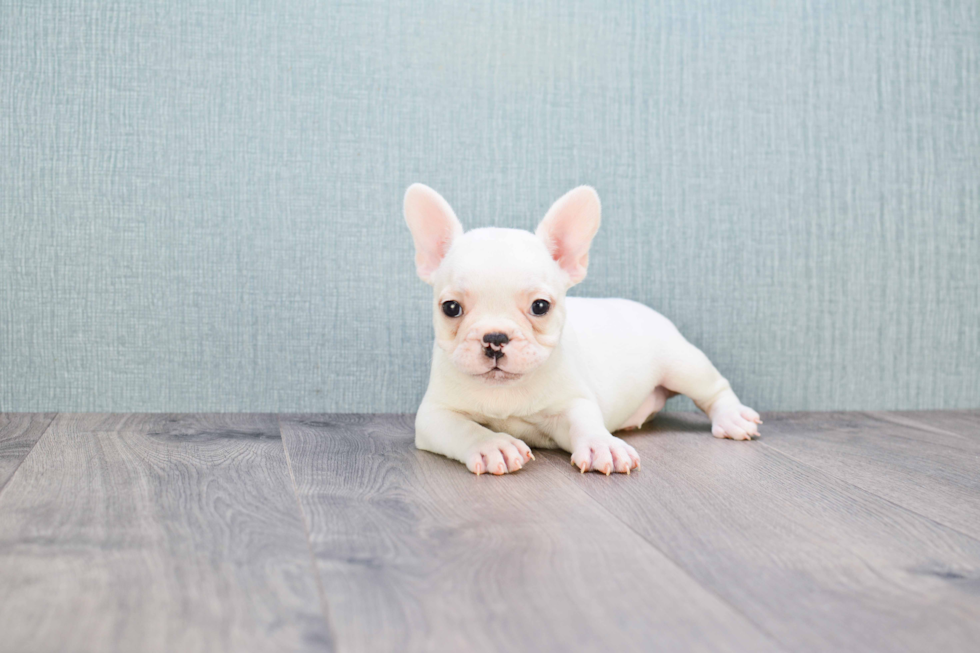 Sweet Frenchie Purebred Puppy