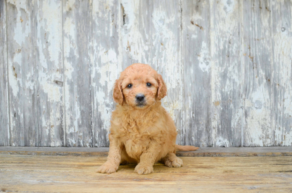 Cute Mini Goldendoodle Baby