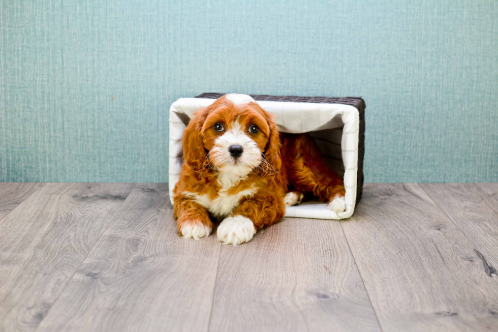 Energetic Cavoodle Poodle Mix Puppy