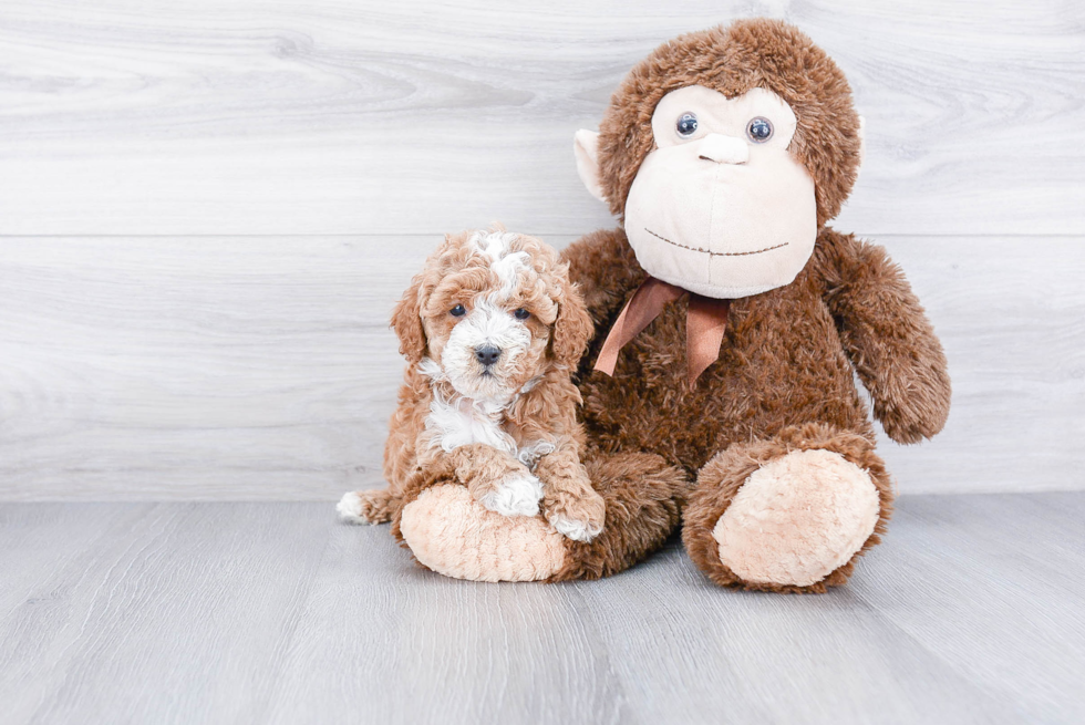 Petite Cavapoo Poodle Mix Pup